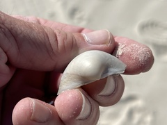 Laevicardium serratum