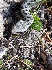 Coronella austriaca austriaca