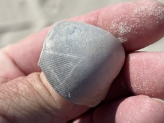 Laevicardium serratum