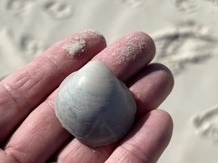 Laevicardium serratum