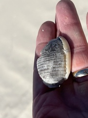 Semicassis granulata