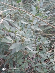 Rhamnus
