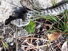 Coronella austriaca austriaca