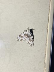 Lymantria fuliginosa