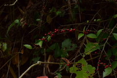 Ilex pubescens