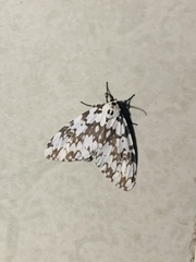 Lymantria fuliginosa