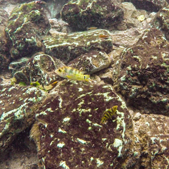 Mayaheros urophthalmus