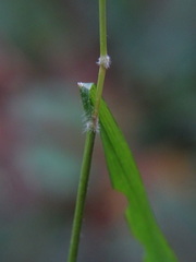 Brachypodium sylvaticum