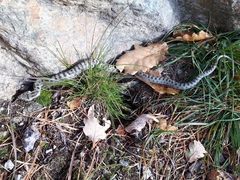 Coronella austriaca austriaca