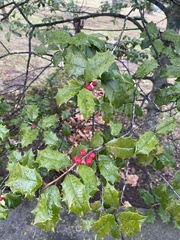 Ilex opaca