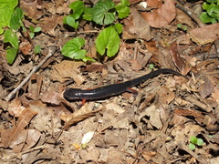 Plethodon shermani