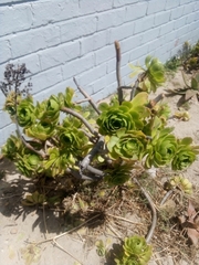 Aeonium lancerottense