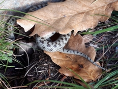 Coronella austriaca austriaca