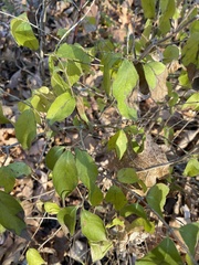 Lonicera
