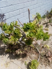Aeonium lancerottense