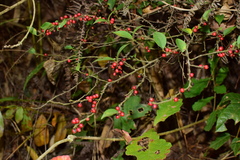 Ilex pubescens