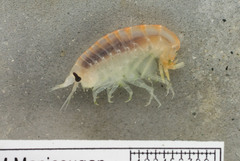 Anonyx sarsi