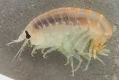 Anonyx sarsi