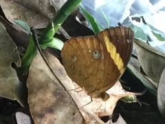 Xanthotaenia busiris