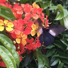 Papilio memnon agenor