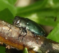 Chrysobothrini