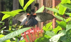 Papilio memnon agenor