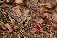 Monochasma savatieri