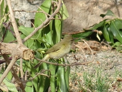 Phylloscopus collybita