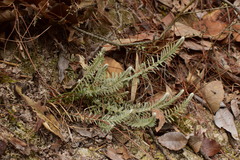 Monochasma savatieri