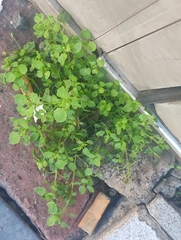 Salpichroa origanifolia