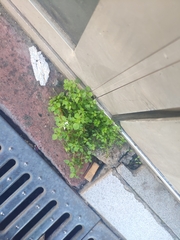 Salpichroa origanifolia