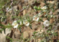 Salsola tragus