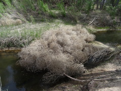 Salsola tragus