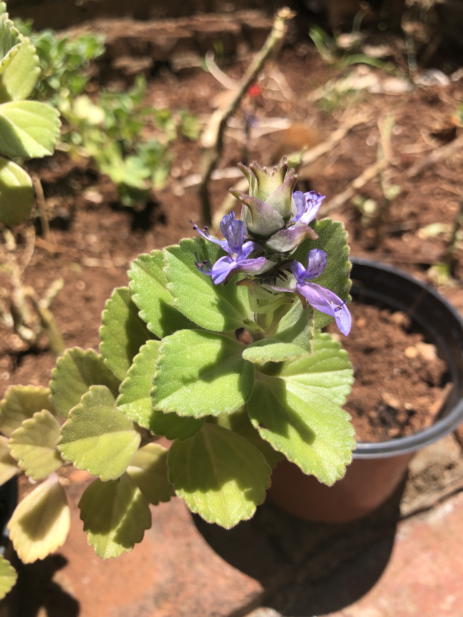 Coleus neochilus