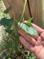 Atriplex micrantha