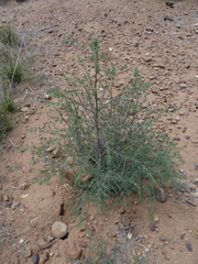 Salsola tragus