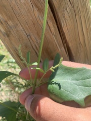 Atriplex micrantha
