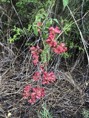 Serjania brachycarpa