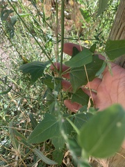 Atriplex micrantha