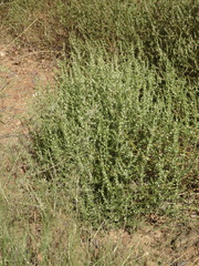Salsola