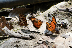 Dione vanillae lucina