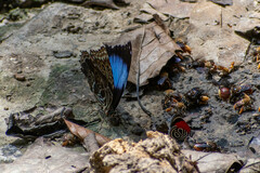 Morpho deidamia