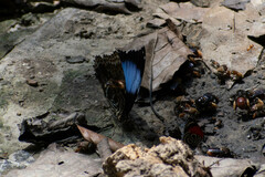 Morpho deidamia