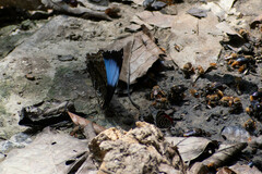 Morpho deidamia
