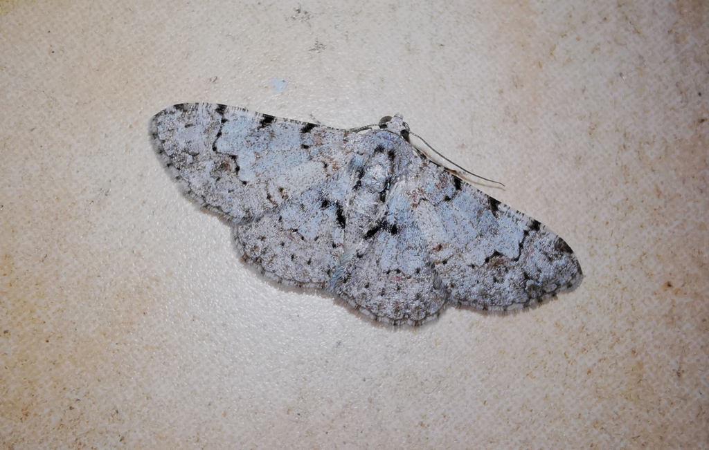 Diplurodes sakuraii