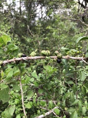 Randia obcordata