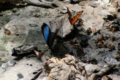 Morpho deidamia