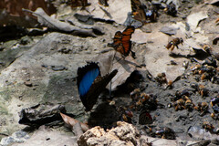 Morpho deidamia