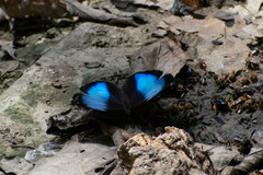 Morpho deidamia