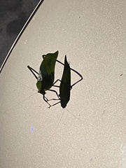 Stilpnochlora